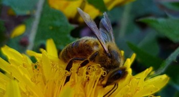 Dziś, 20 maja obchodzimy Światowy Dzień Pszczoły